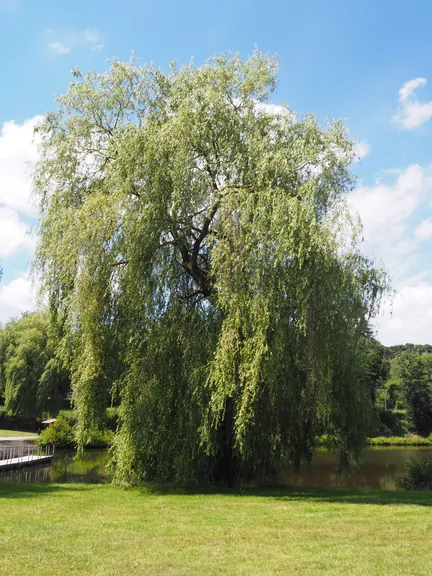 Vielsalm (België)